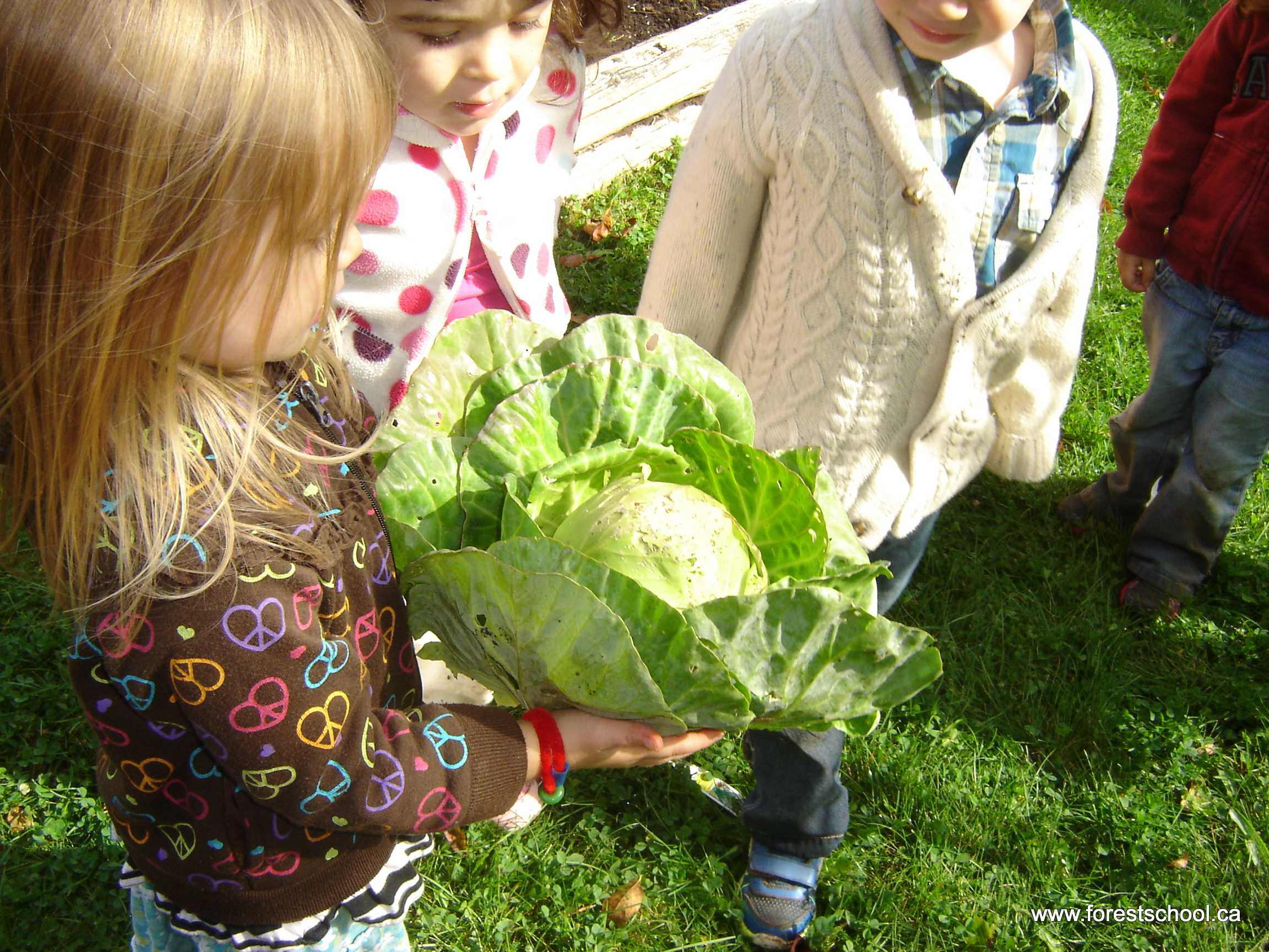 Sept 21 Alex with cabbage